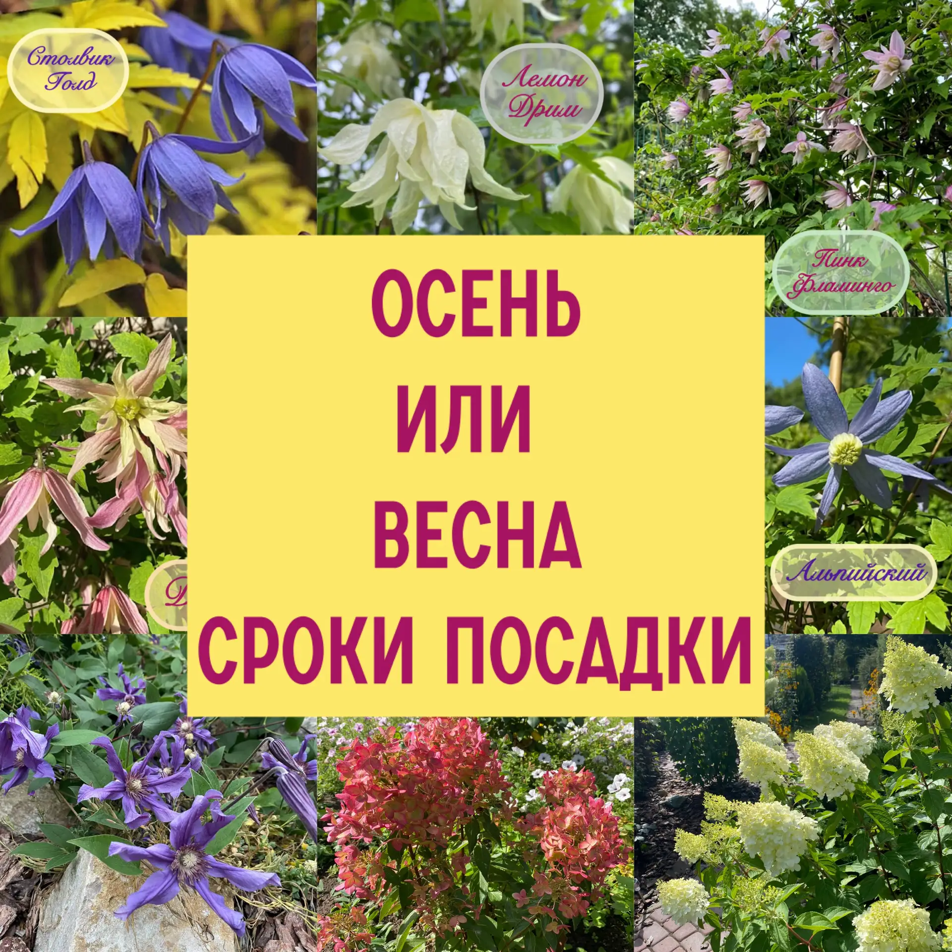🍂 Осенняя посадка Гортензий и Клематисов - мифы, физиология и упущенные возможности