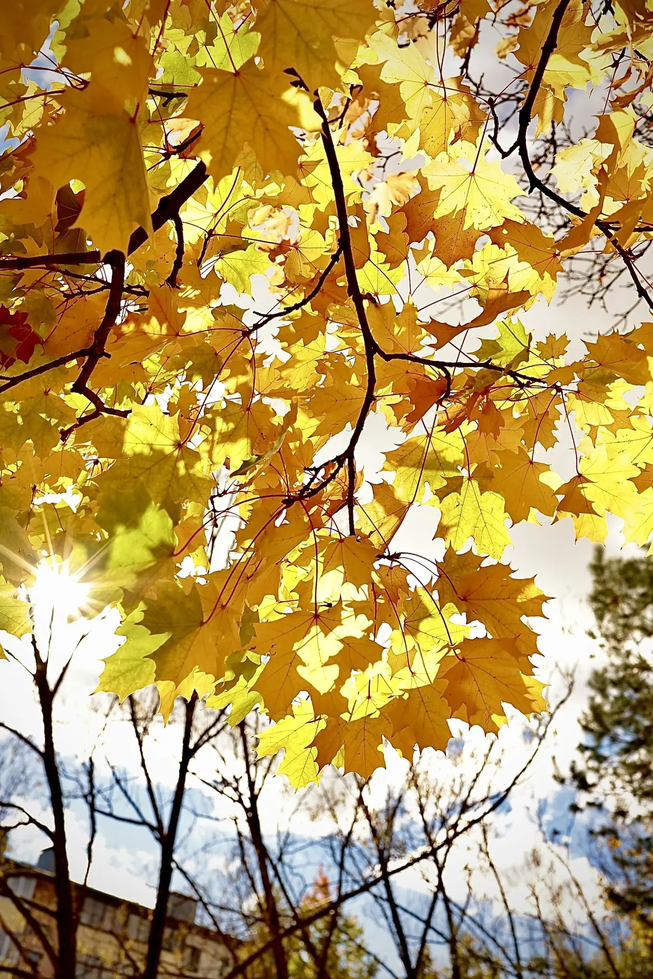🍂 Золотая листва, осенний вайб и кот ученый.