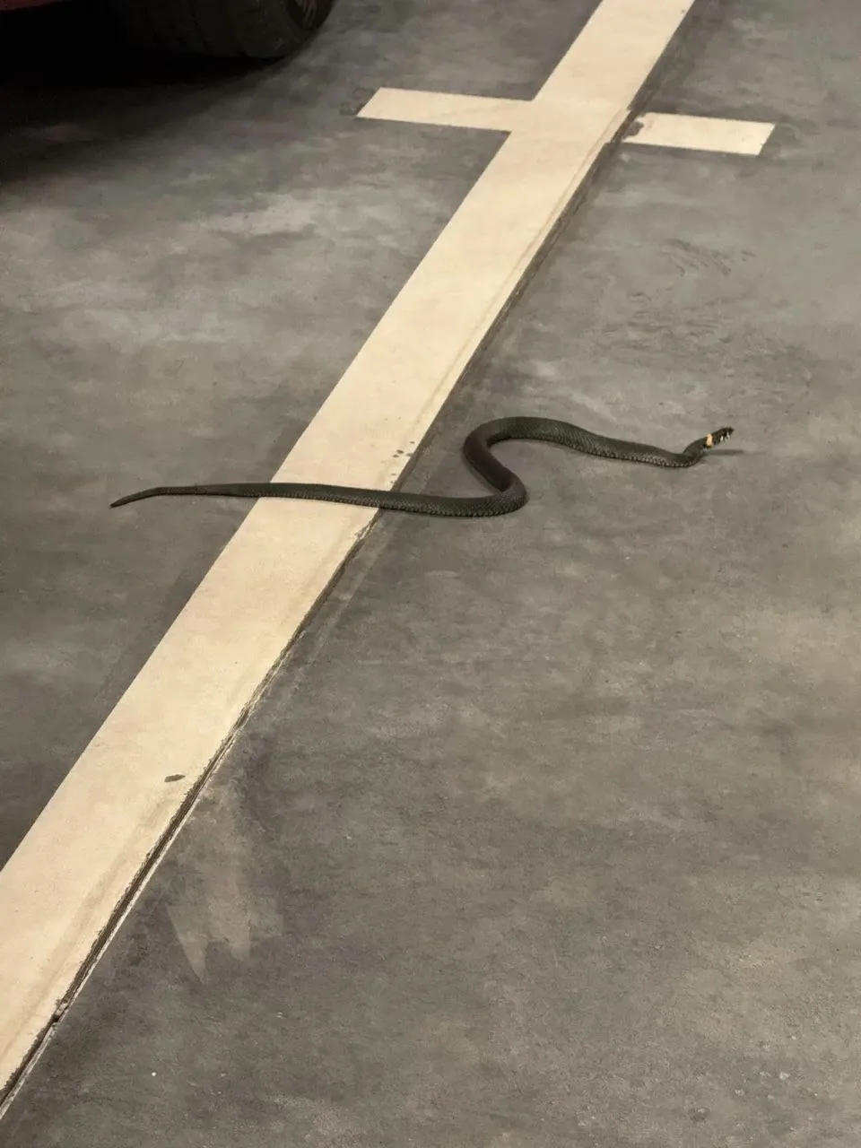 🐍 Уж заполз в паркинг ЖК «Новое Очаково»