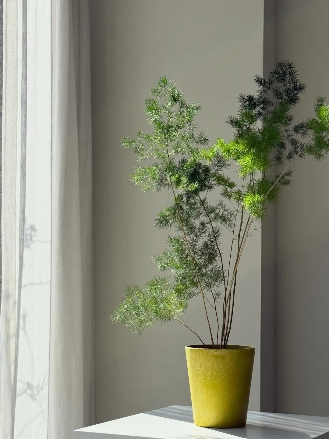 🌿 Аспарагус денсифлорус ❤️