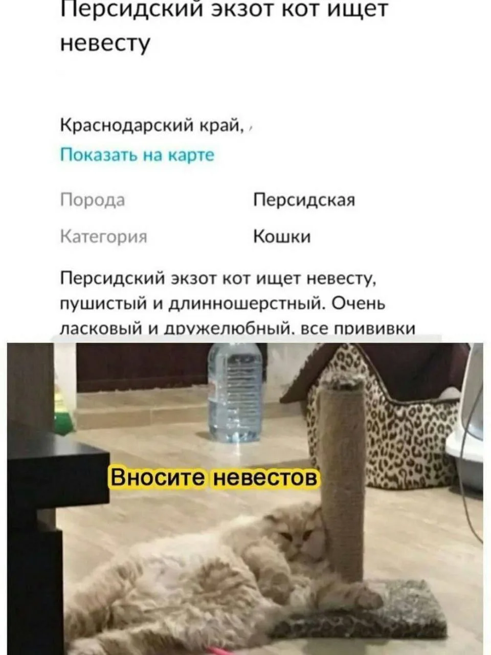 Северный Мишка