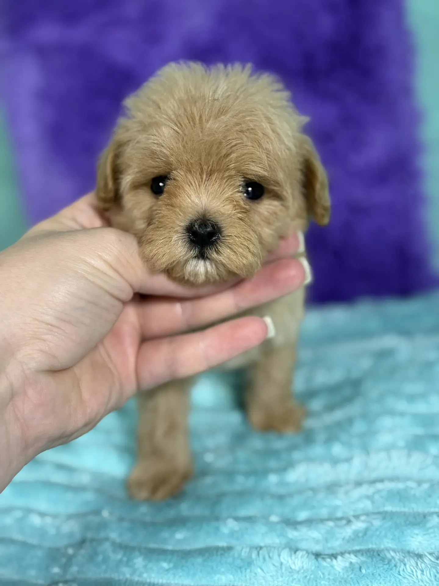 Девочка мальтипу💕