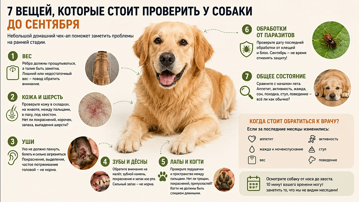Лето заканчивается: 7 вещей, которые стоит проверить у собаки до сентября