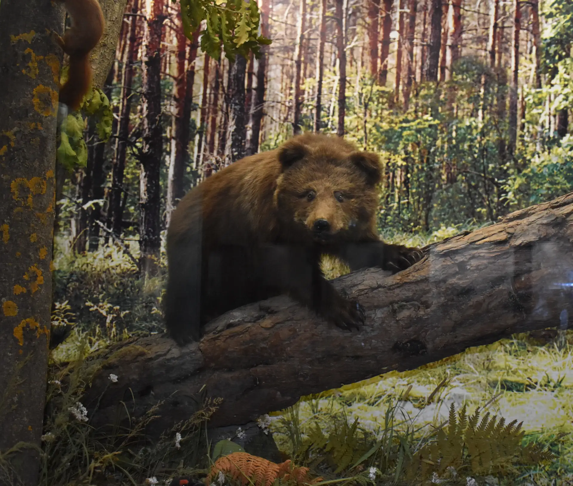 🐻Сейчас большое внимание уделяется увеличению численности в медведей в Ульяновской обл...
