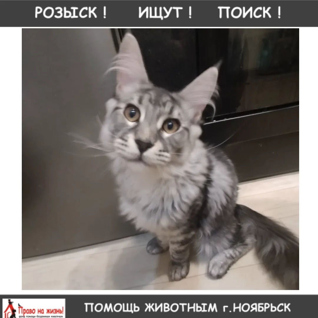 здравствуйте, я по потеряла кота по кличке Гаш майн-кун, потерялся в районе улицы Городилова 4, вы м