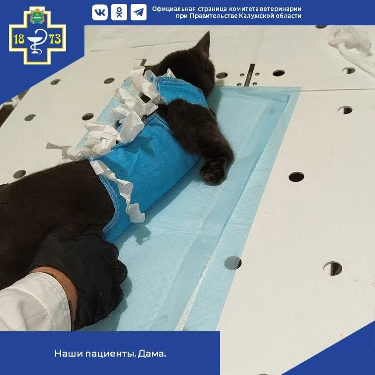 🐾 Кошка Дама теперь под надёжной защитой!

Пушистой пациентке Мосальской ветеринарной станции по кл