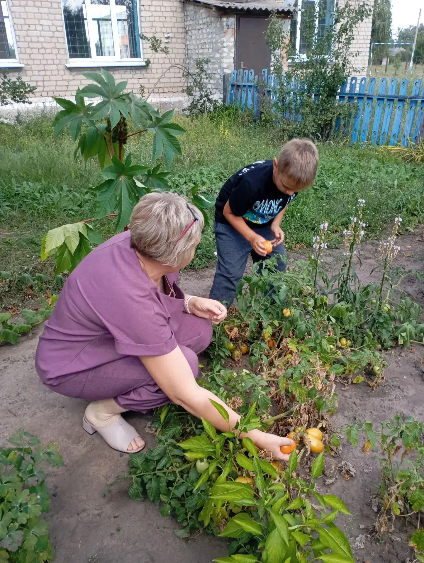 Август на учебно-опытном участке: время собирать плоды и делать выводы