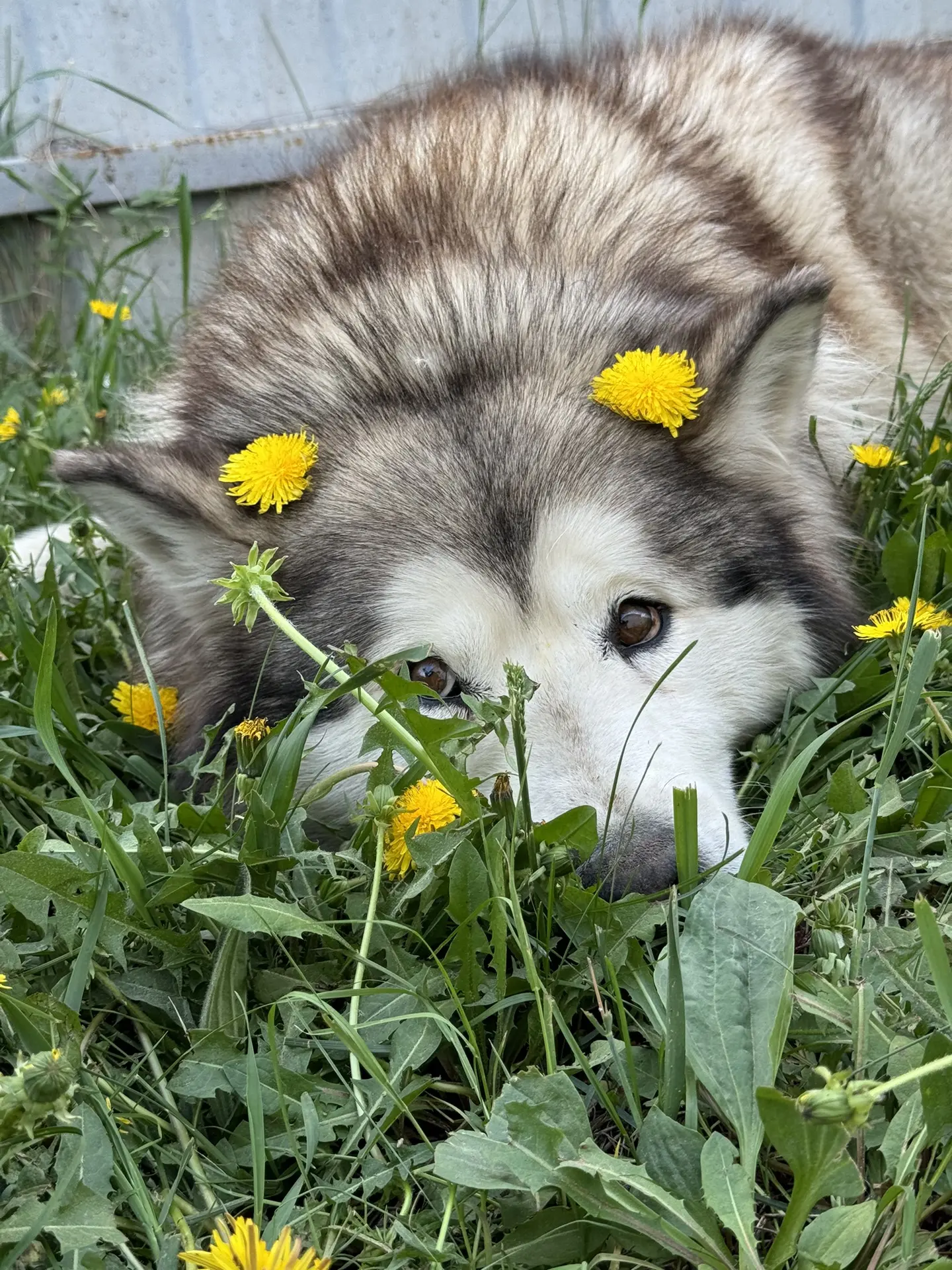 сладкие глазки-бусинки 💛