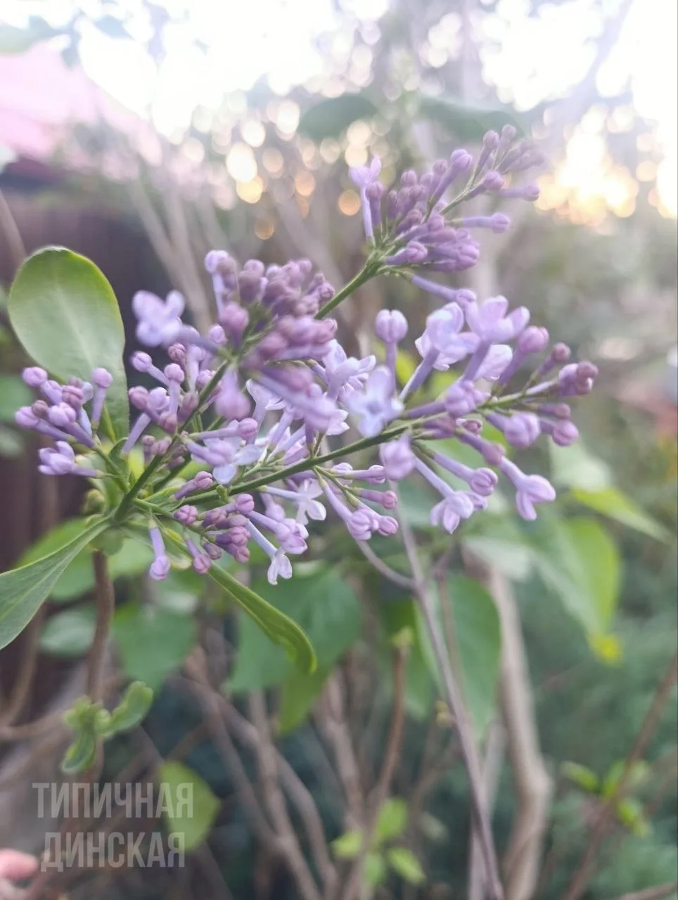 🌸 У нашей подписчицы расцвела сирень 😍 Вот такой октябрь в Динской