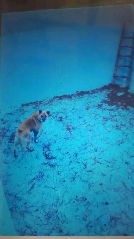 🐶 Спасатели достали собаку из пустого бассейна в Таштаголе