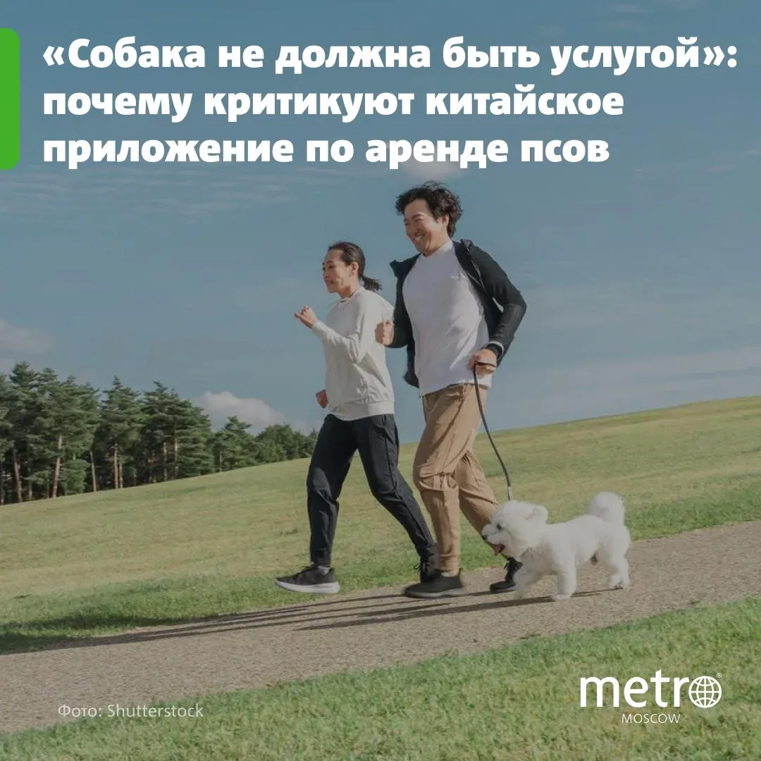 🐕 Почасовая аренда собак в Китае: новый сервис вызвал гнев защитников животных