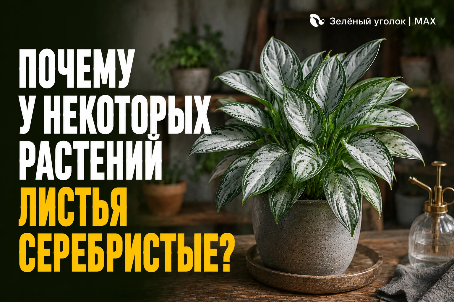 🌸 ПОЧЕМУ У НЕКОТОРЫХ РАСТЕНИЙ ЛИСТЬЯ СЕРЕБРИСТЫЕ?