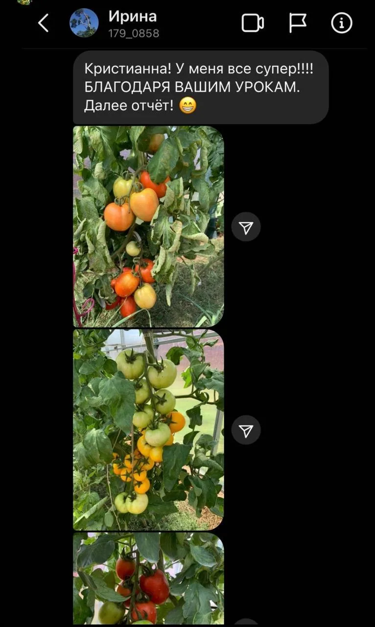 🍅 Топ самых вкусных томатов, которые я очень люблю  🌱⠀
Помимо ландшафтного дизайна, моя страсть - 