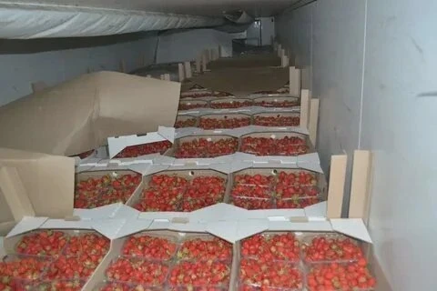 В регион ввезли 5 тысяч тонн фруктов и ягод