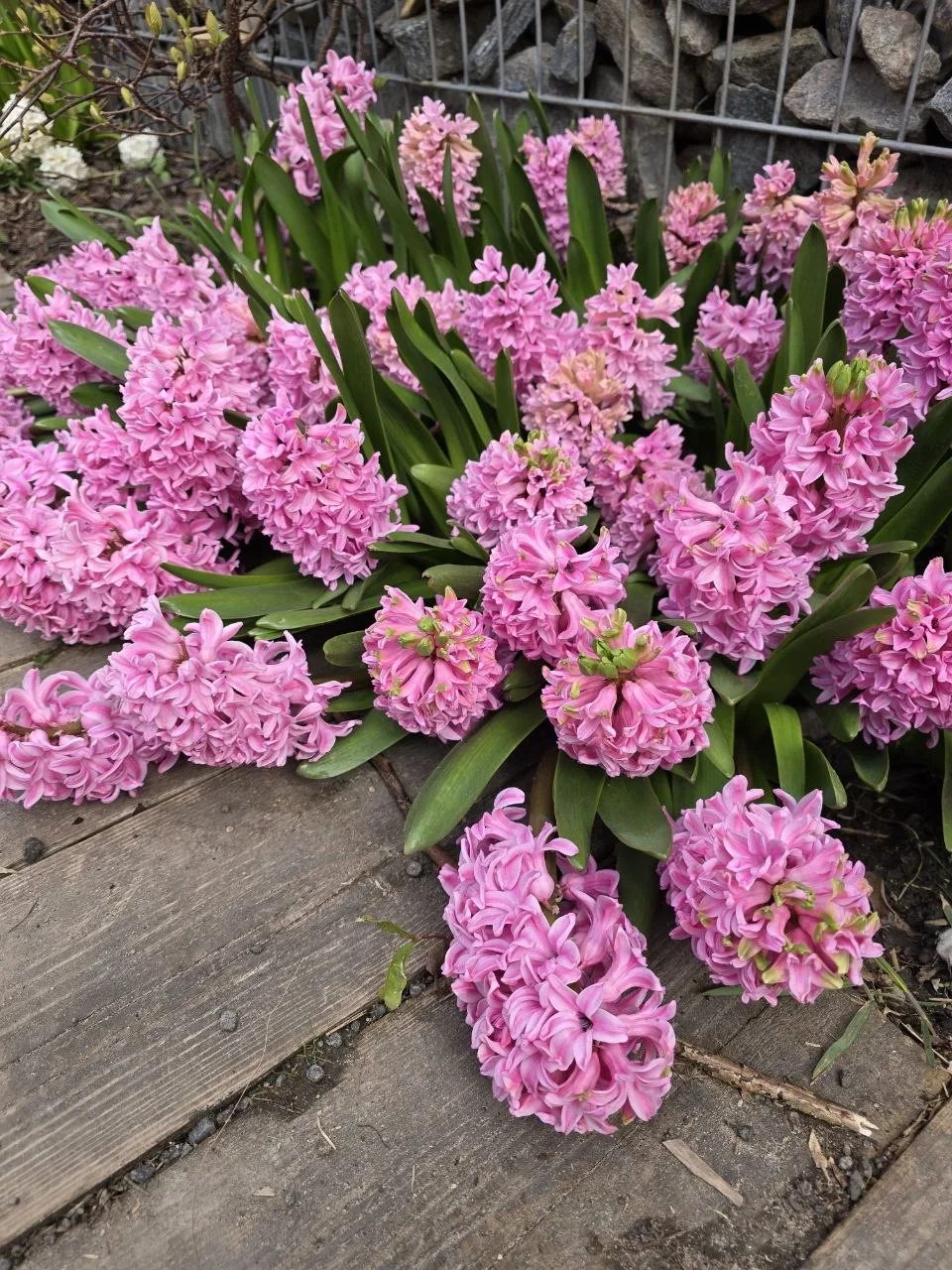 Сегодня мы с мамой приехали в аптекарский огород 🌷 Здесь, конечно, невероятно красиво — первоцветы, 