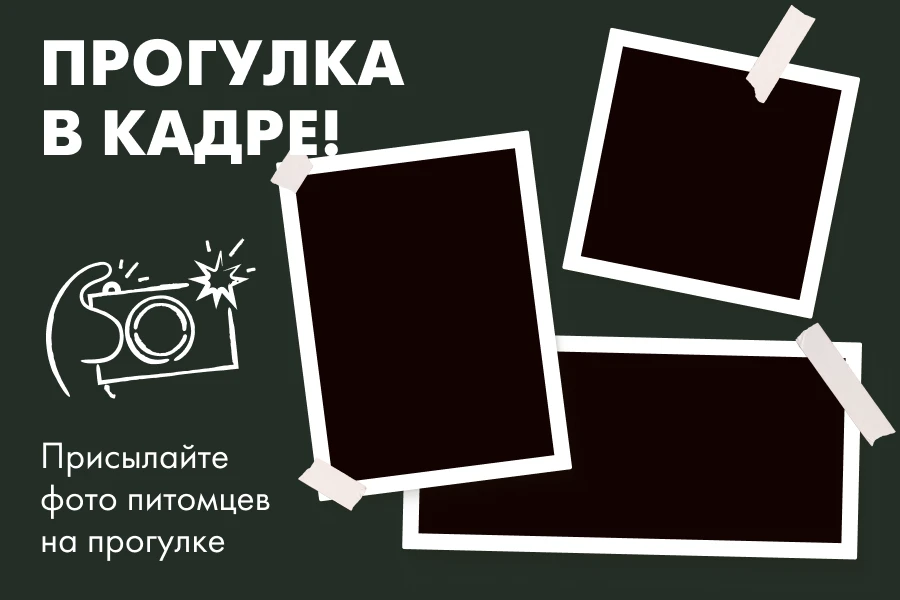 Рубрика #НашиХвостики: тема «Прогулка»

Объявляем новый сбор фото! Тема – "Прогулка". Присылайте в к