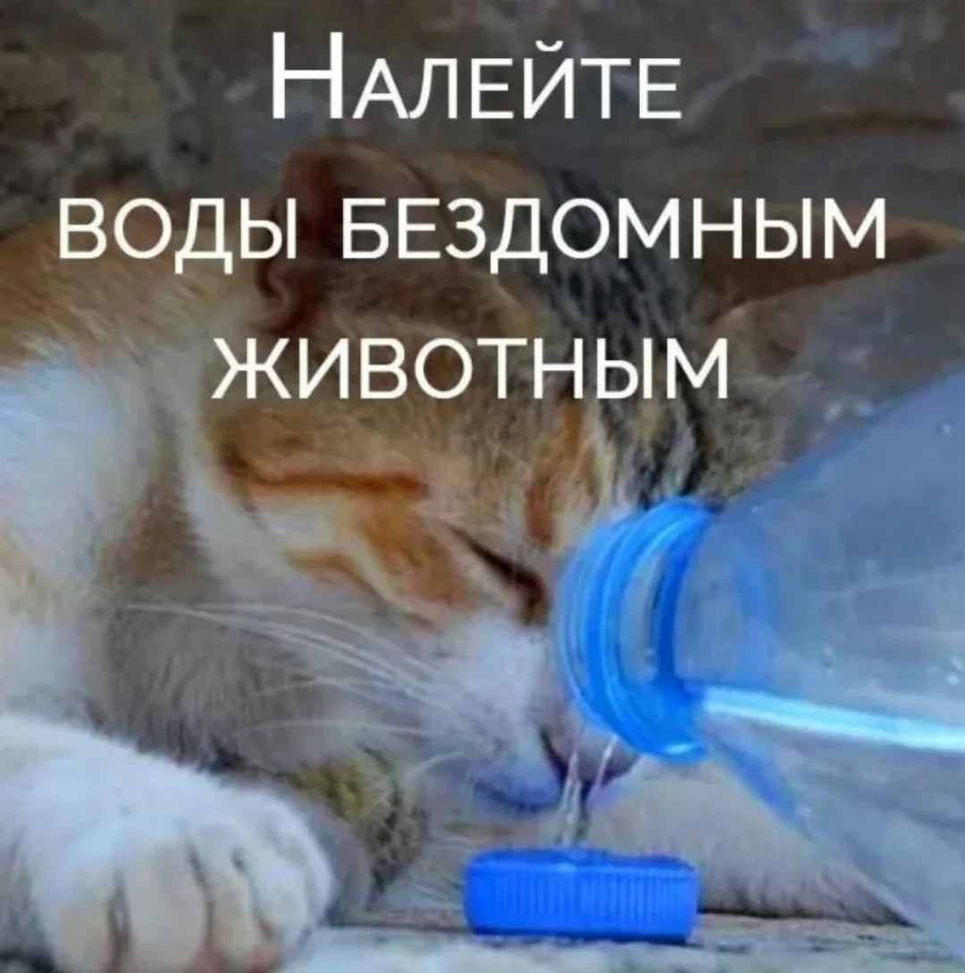 Ветеринары в Удмуртии попросили жителей позаботиться о бездомных животных. 
 
В такую жаркую погоду 