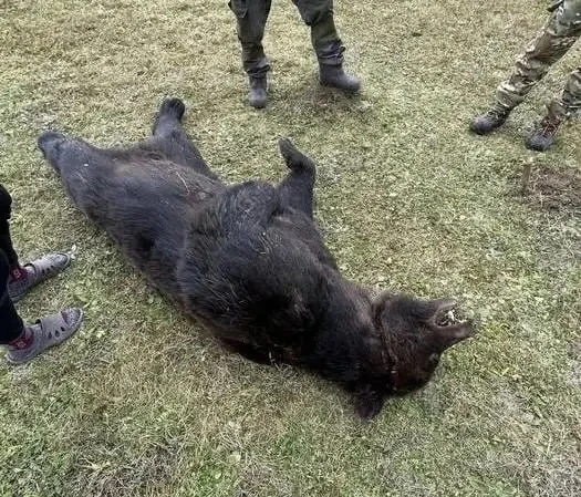 🐻 Житель Качугского района чудом остался жив после опасной встречи с медведем.