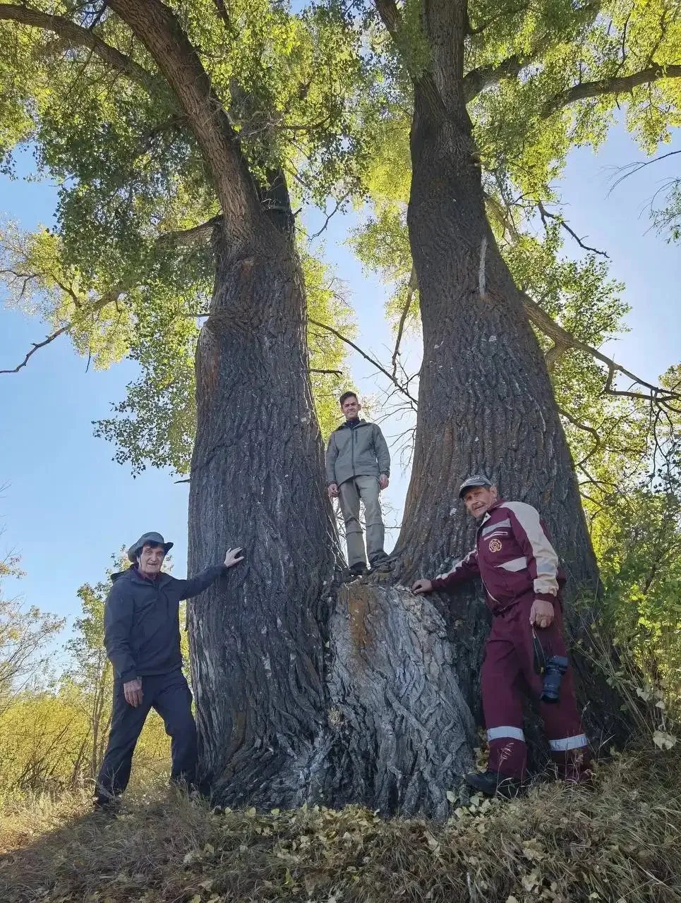 🌳 В Оренбуржье нашли 28-метровое дерево-великана