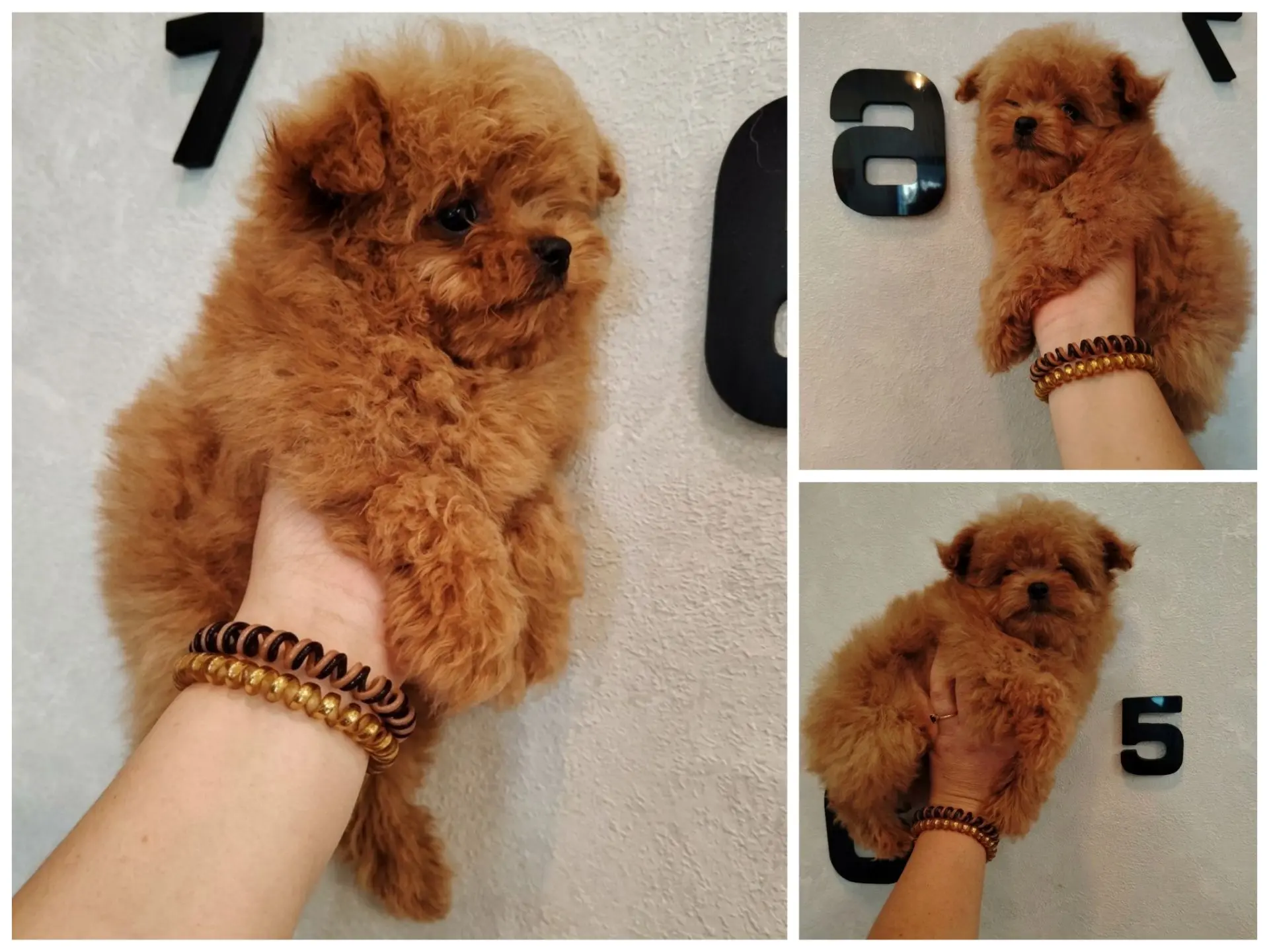 🐾 Настоящее кудрявое чудо! Наша плюшевая малышка помапу готова к переезду в новый дом 🧸