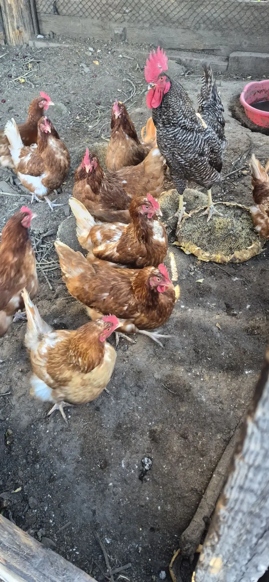 Продам кур-несушек  с петухом молодки 89232627664