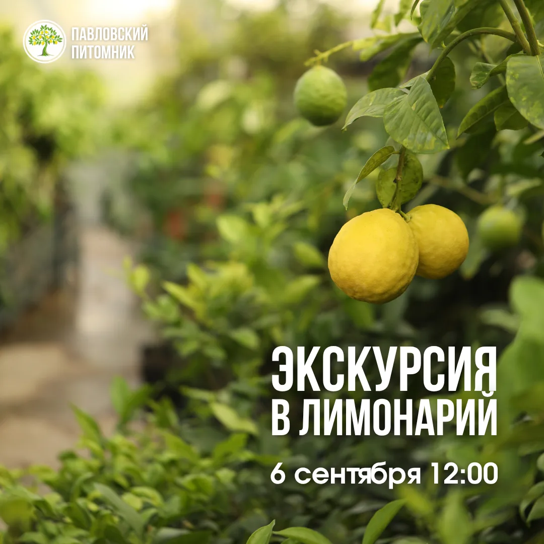 Приглашаем на экскурсию в Павловский лимонарий 6 сентября!