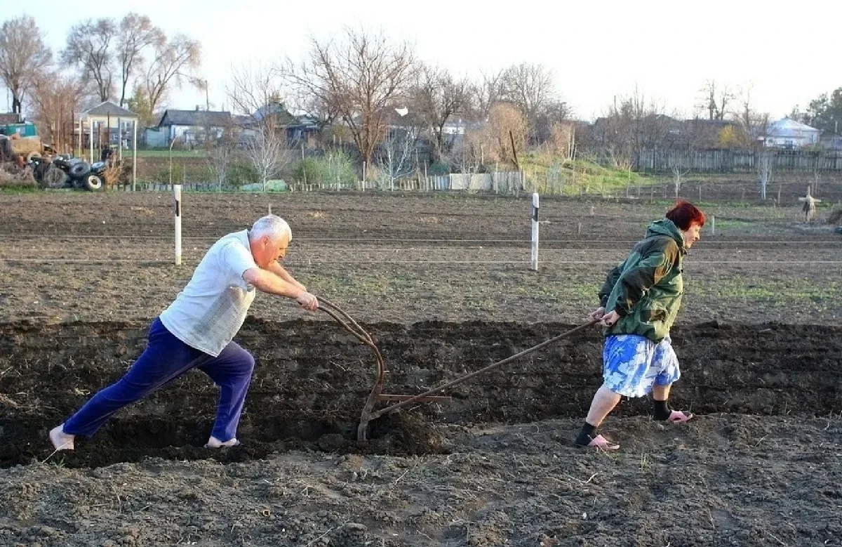 Приморцев предупредили о штрафах за выращивание картофеля на продажу.  Если дачник использует урожай