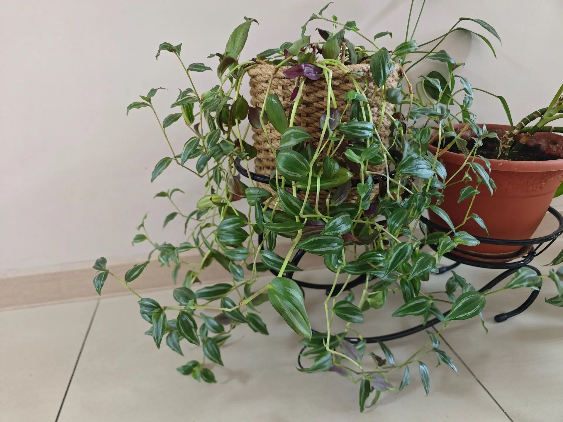Как выбрать и вырастить традесканцию 🌿