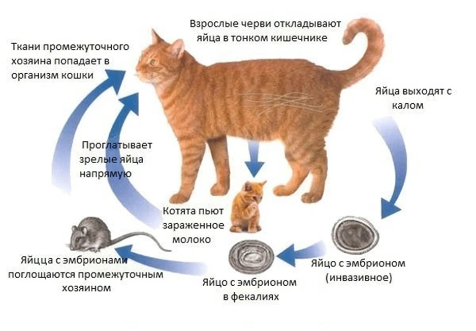 Гельминты домашних животных: симптомы и лечение

Содержание
Основные пути заражения гельминтами

Кли