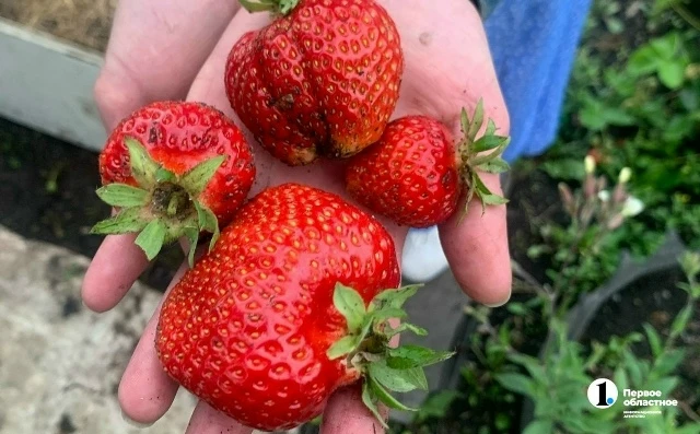 🍓❗В Челябинской области выросла клубника размером с ладонь

Ирина Романова уже второй год подряд по