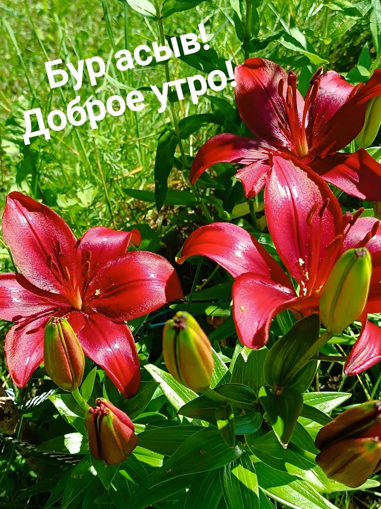 ☀️ Доброе утро, 4 июля! 💛