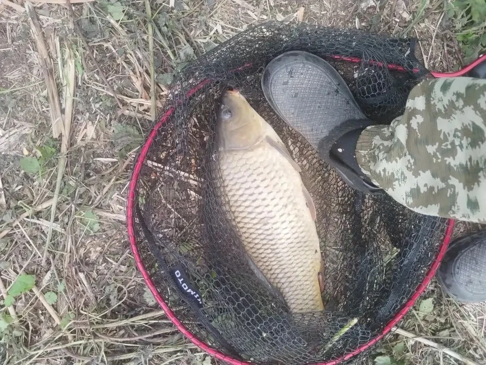 Первый пруд кукуруза и червяк Спасибо Руслану за отчет.🎣🔥  НАШ ЧАТ 💬  Прислать фотоотчет 📩