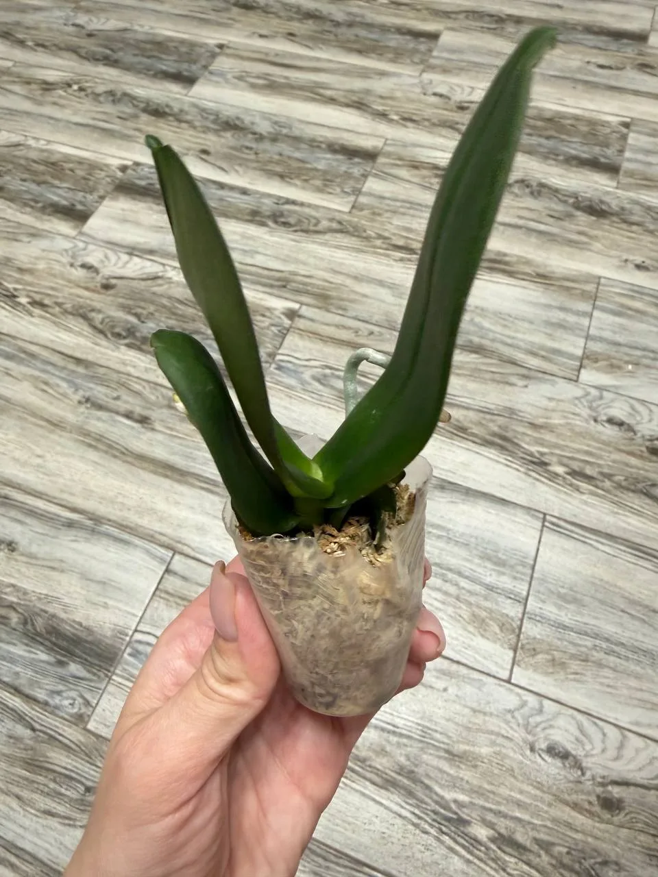 Мне наконец-то приехала моя орхидея с Озона 🌱🥹 Какая же она хорошенькая! Теперь главн...