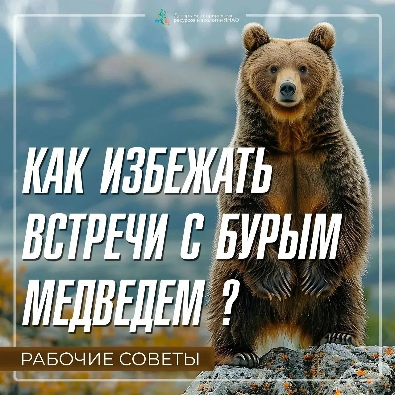 📍Как избежать встречи с бурым медведем