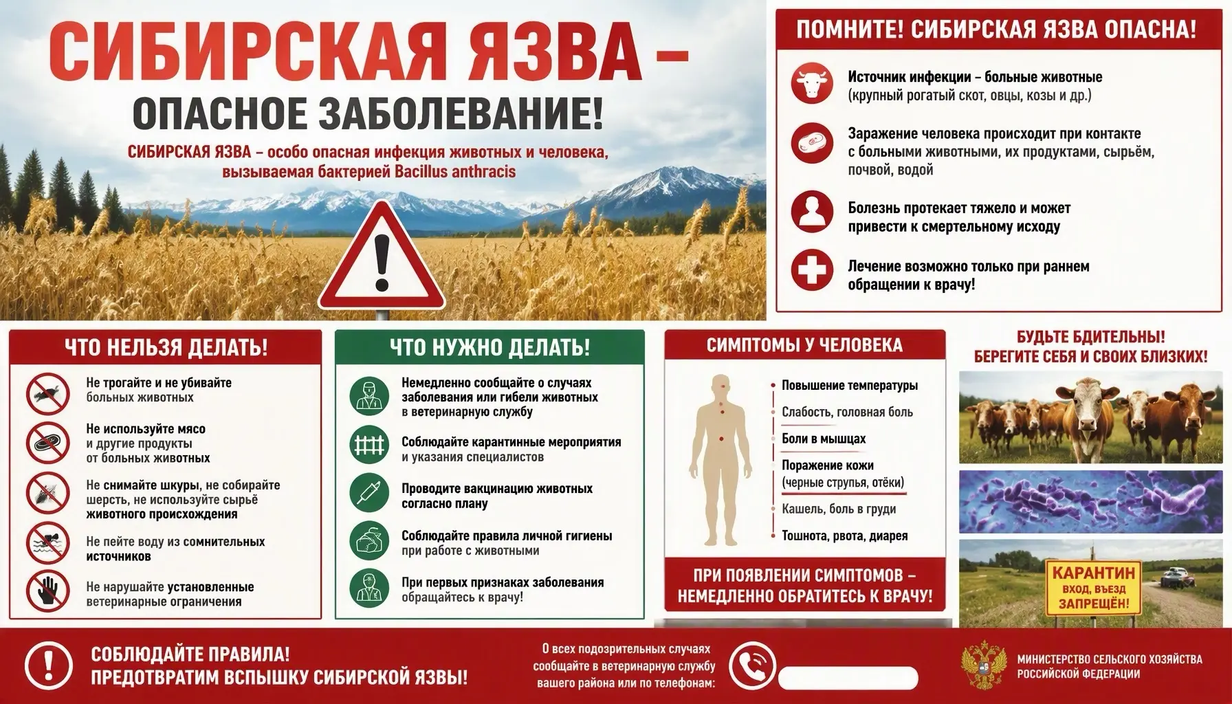 🚨 Сибирская язва у животных: что нужно знать владельцу