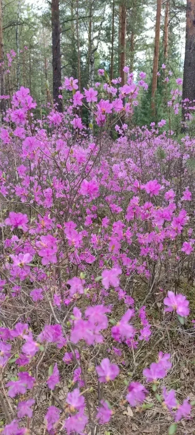 БУРЯТИЯ ПРАВОСЛАВНАЯ ВЕСНА ЛИЛОВАЯ, ДИВНАЯ🌸      Паломническая служба     «ИРКУТСКИЕ ВРАТА»   (по бл