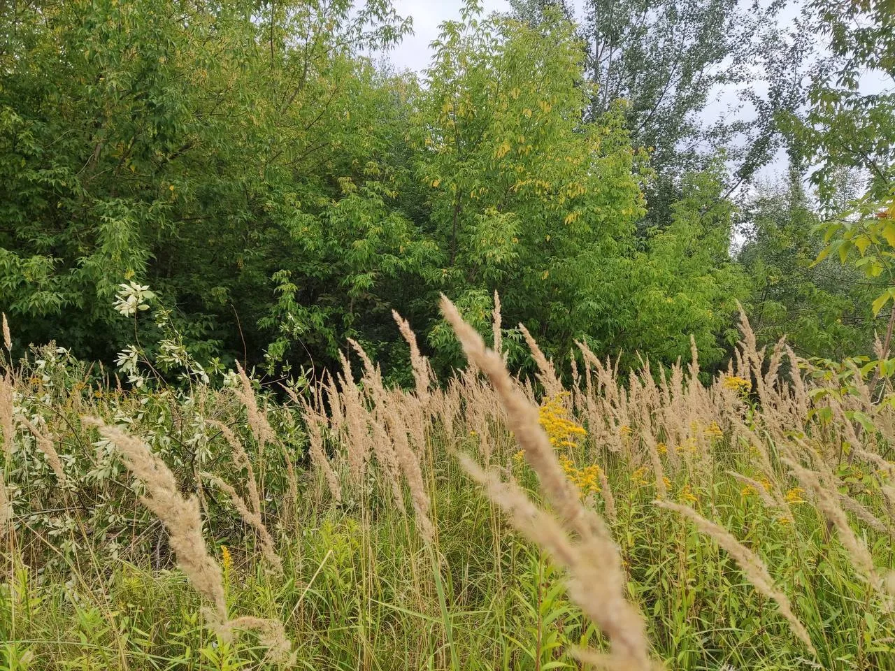 🌿 Крылатские холмы радуют природой