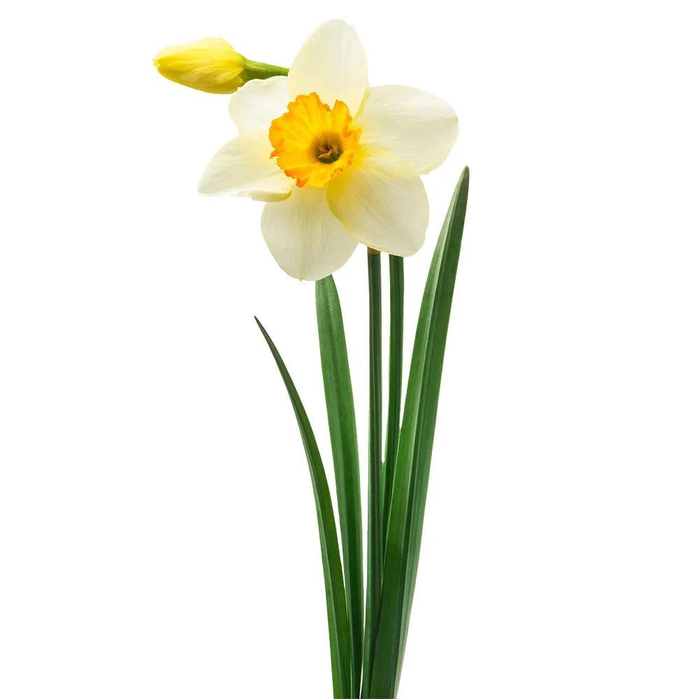 Нарциссы🌼  Я в восторге! В восторге от ощущения, что скоро весна, что скоро будет пахнуть цветами и 