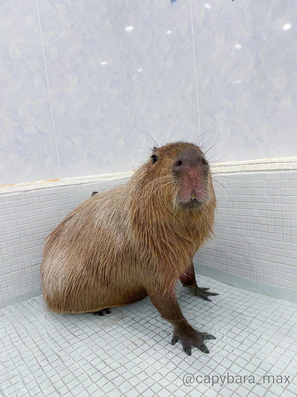 Тон-чан давно не принимал ванну🛁Пока он всё ещё на улице, но зимой Тон-чан будет всё в...
