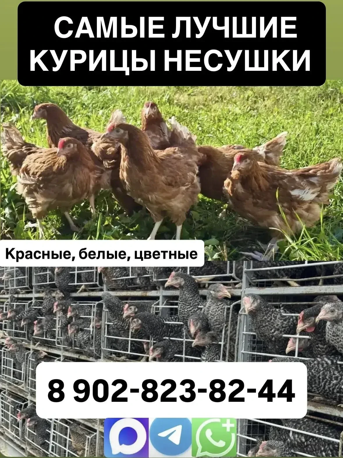 🐓Реализация кур-несушек 🐓