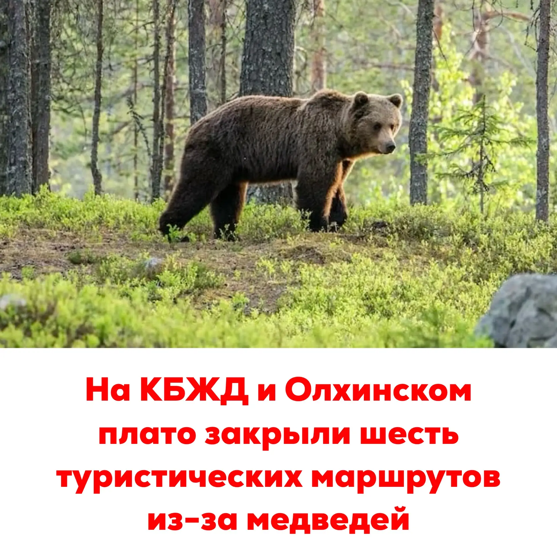 🔴На КБЖД и Олхинском плато закрыли шесть туристических маршрутов из-за медведей