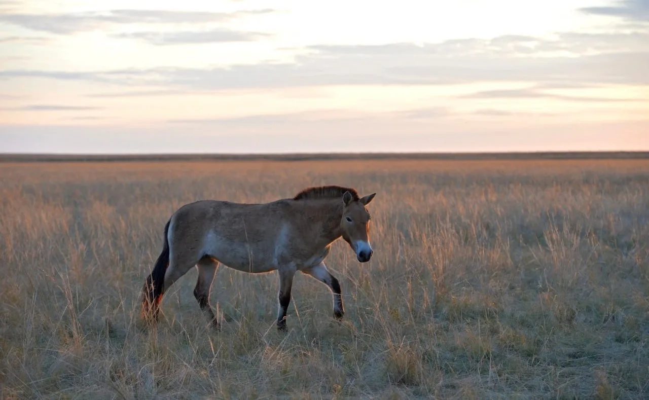 🐎 Десять лет назад оренбургская степь приняла лошадей Пржевальского