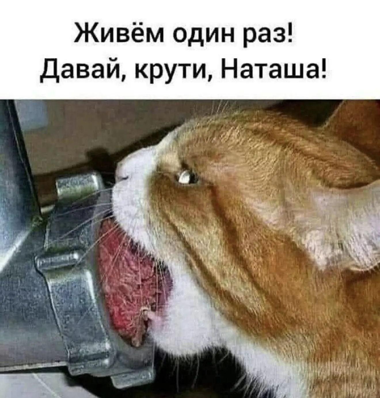 Подписывайтесь на Саваничи