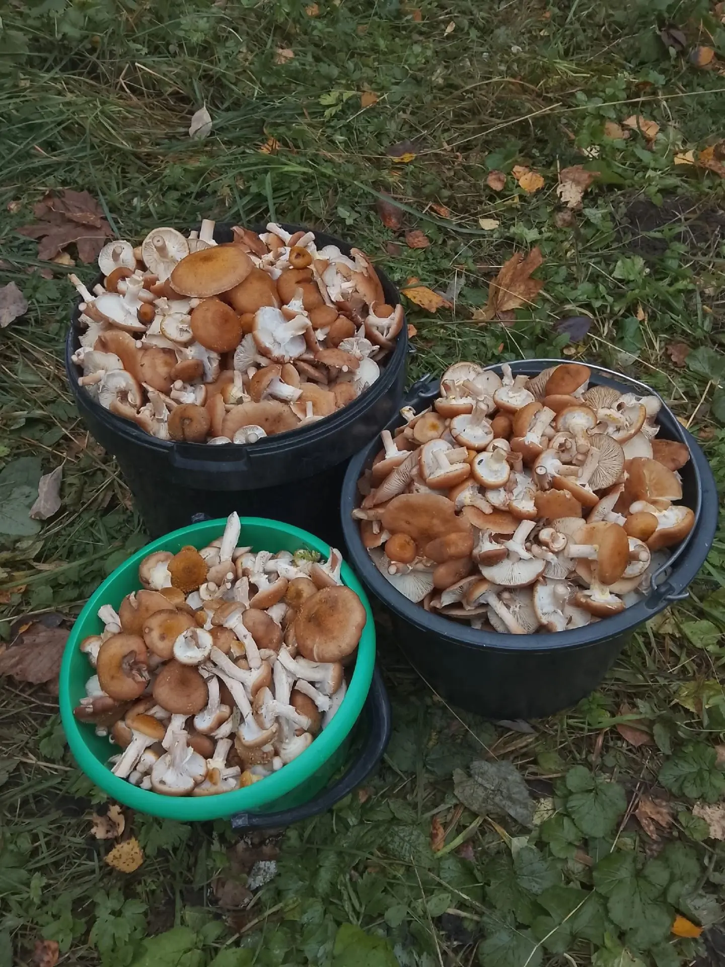 От подписчика.