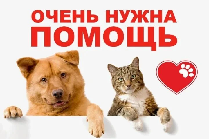 С 19 по 22 октября ( включительно) в рамках Всемирного дня защиты животных приглашаем в...