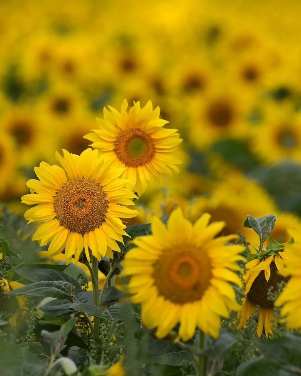 Этюды с подсолнухами.🌻🌻🌻