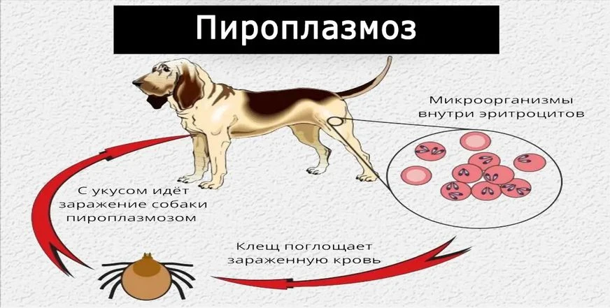 Пироплазмоз (или бабезиоз) - опасное заболевание собак, переносчиками инфекции служат и...