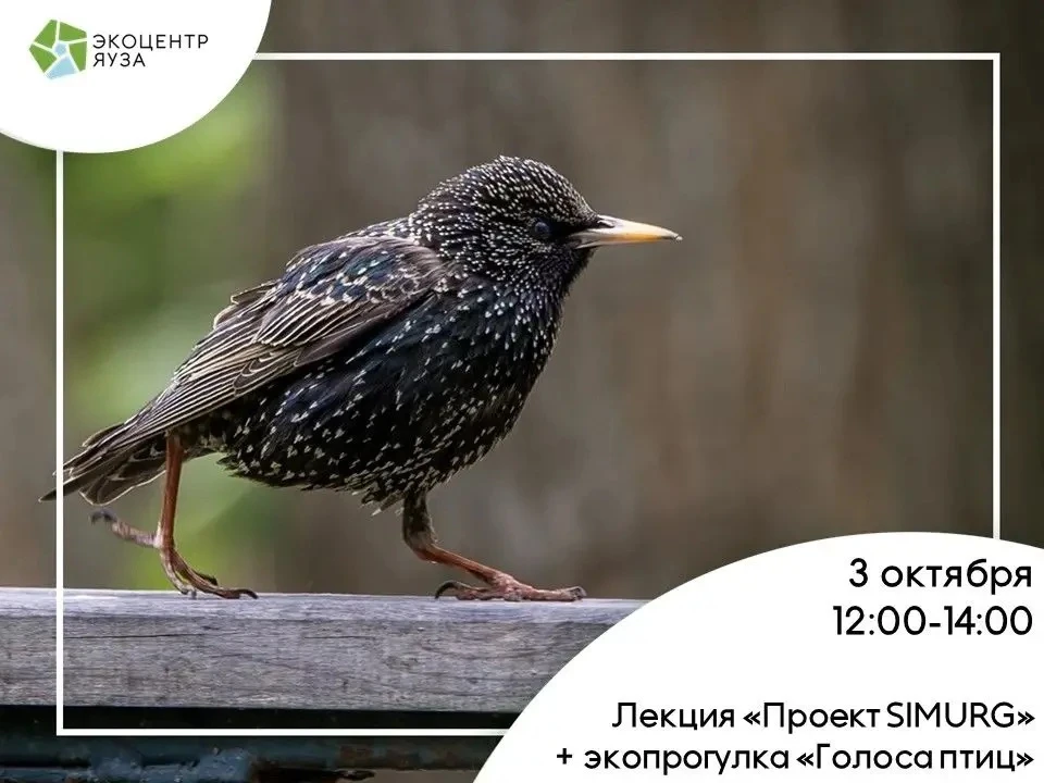 🐦 А вы умеете слушать город?