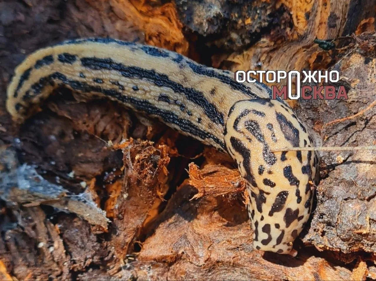 😱 Огромные слизни размером до 20 см заполонили Подмосковье 

Слизней находят на дачах. Они уничтожа