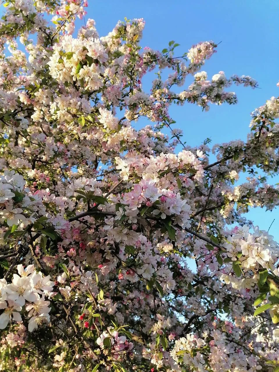 🌸 Цветущий секретный сад в центре города  Сейчас деревья только начинают цвести, а к концу месяца са